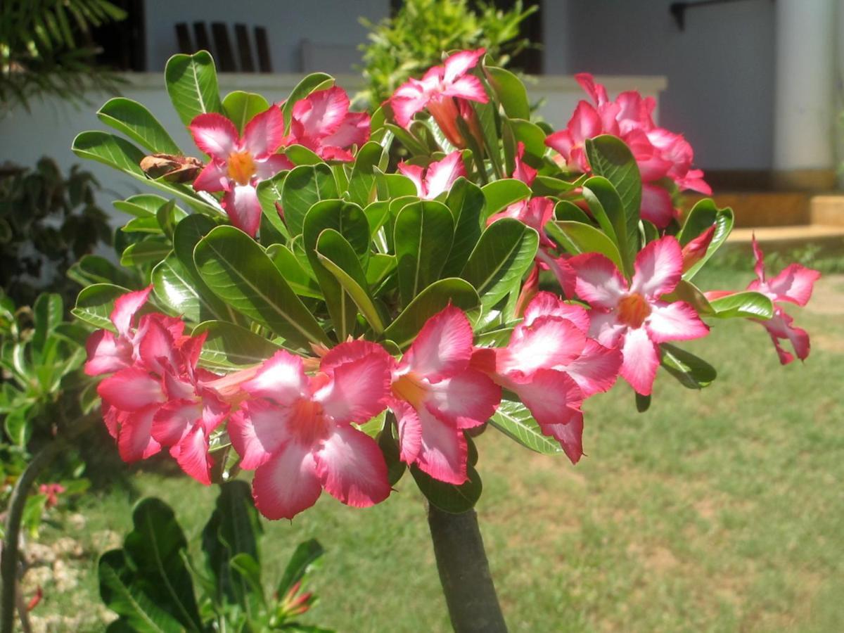 Peponi Hotel Lamu - Kenya Shela Ngoại thất bức ảnh